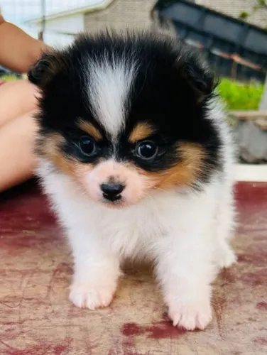 Filhote de Spitz Alemão Cheio de Fofura e Personalidade