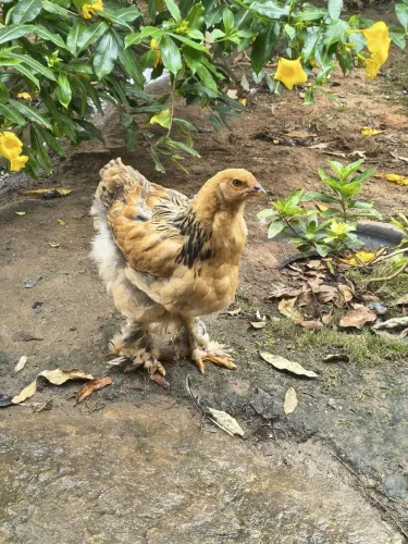 Franga e frango, o casal por esse valor