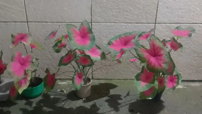 Plantas