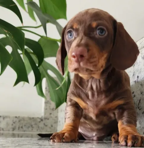 Fiél Companheiro!! Dachshund Com Pedigree!!