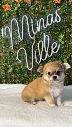 Chihuahua pelo longo linhagem russa com pedigree