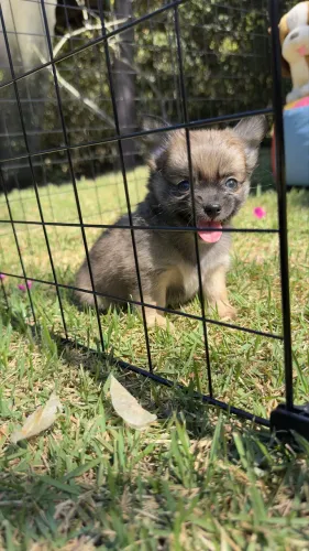 Maravilhosa Fêmea Chihuahua Pelo Longo