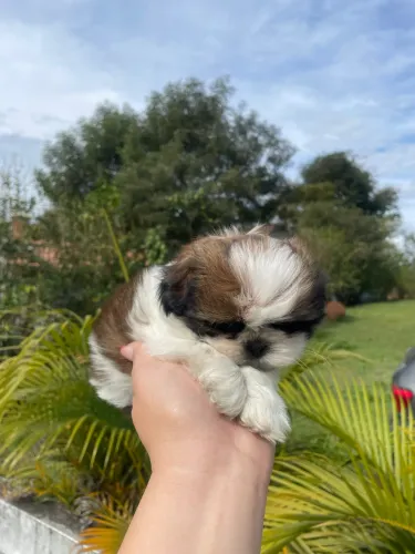 Mini Shihtzu c/ pedigree macho