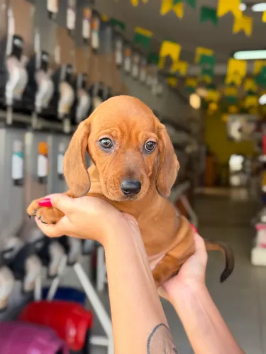Dachshund macho caramelo 