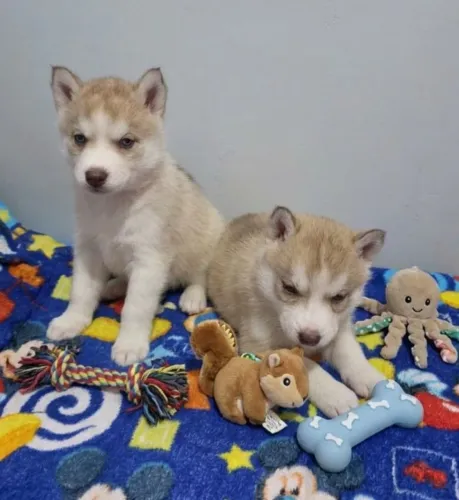 Vendo filhotes de Husky siberiano 