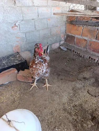 raça Galinha Sertaneja Balão (GSB)