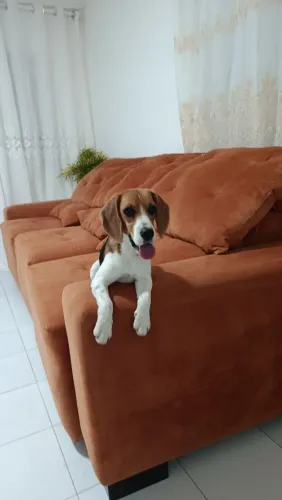 Vende se cachorro  beagle