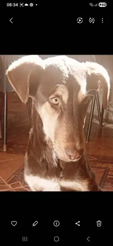 Snop esta procura de um lar