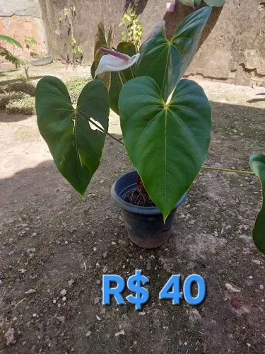 Planta anturium