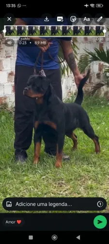 Fêmea de rottweiler 