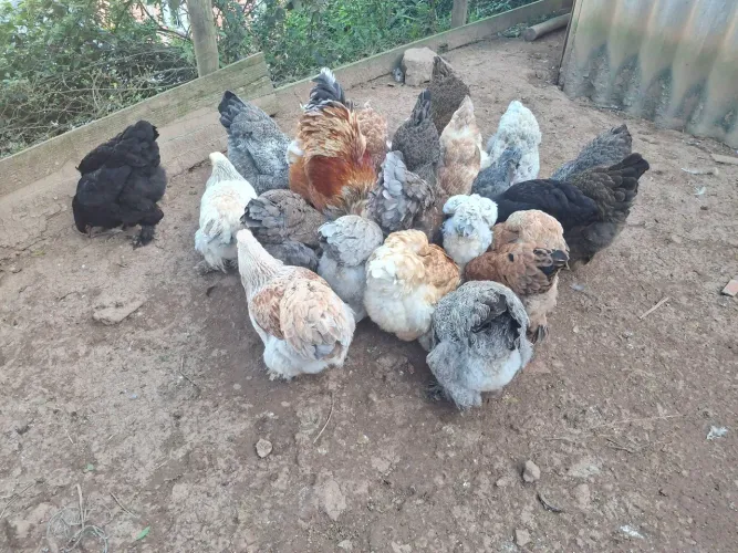 Galinhas Brahma disponível