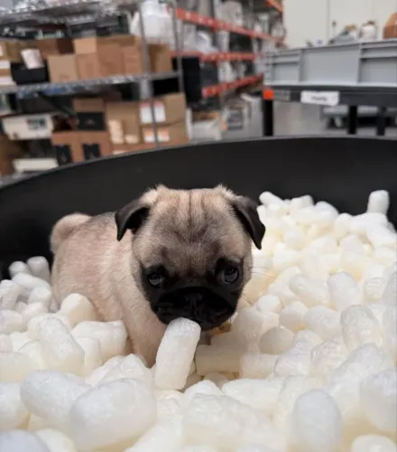 Filhote pug, O abraço mais fofinho do mundo está esperando por você!