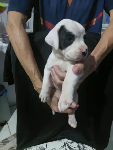Filhotes de boxer híbridos