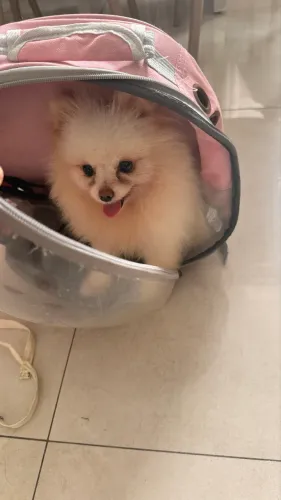 Lulu da pomerania (fêmea)
