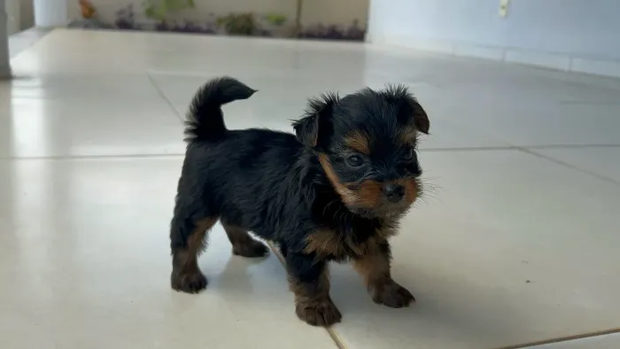 Yorkshire mini