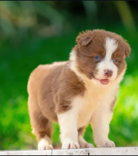 Border Collie marrom com branco de alto padrão.