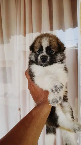 Cachorro