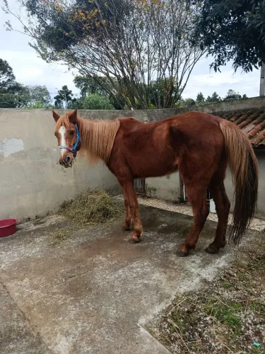 Égua mansa 