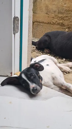Adoção responsável cachorrinho (macho)