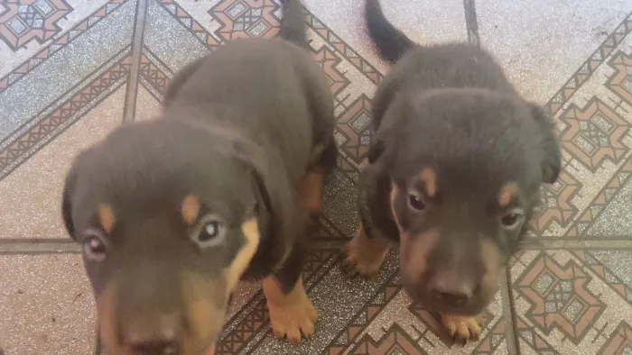Cachorro wothivailer