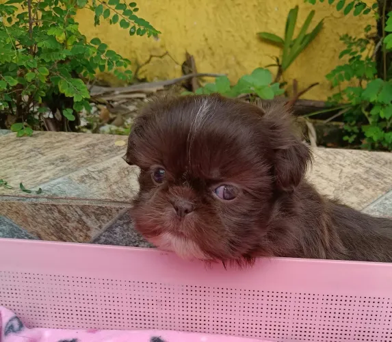 Shih Tzu fêmea cor chocolate com pedigree em 10x no Cartão.