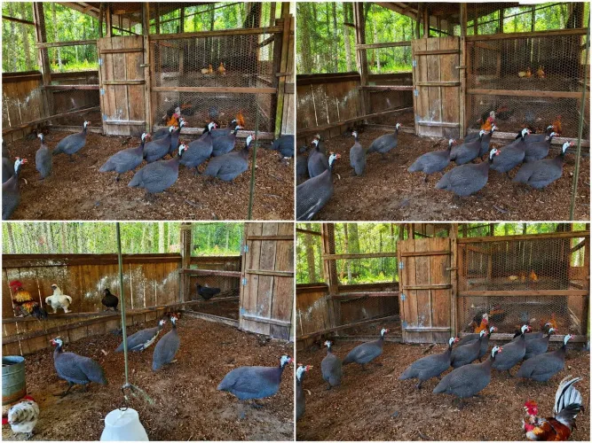 Ovos férteis de picota