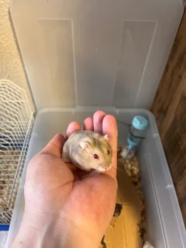 Ramister anão Russo