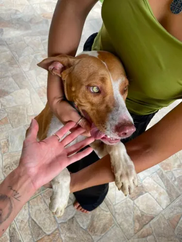 Vendo cão mestiço Pit Bull com vira latas