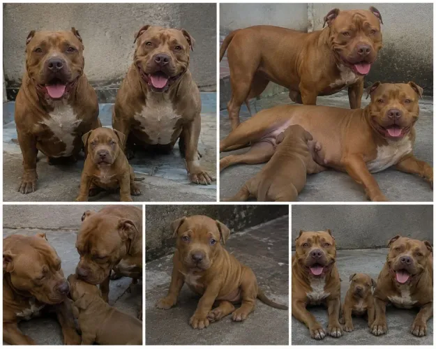 American Bully macho