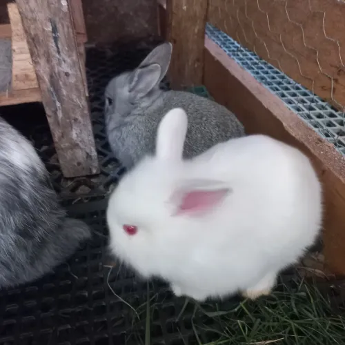 Coelhos