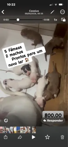 Cachorro pitbull