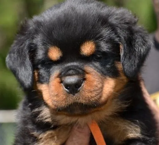 Big gigante filhotes de rottweiler alemão