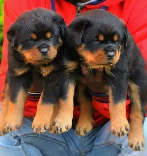 Rottweiler alemão os melhores. Filhotes pra vc
