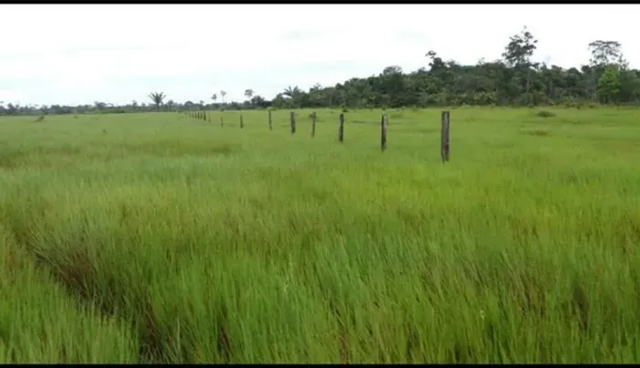 fazenda 1.250 hectares com 960 de abertura em pasto R$10 milhões de reais 