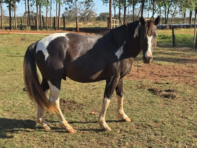 Garanhão Paint horse 