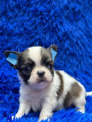 Chihuahua macho. Um amor incomparável para toda vida!