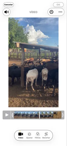 Carneiro, ovelha, cordeiro, borrego.