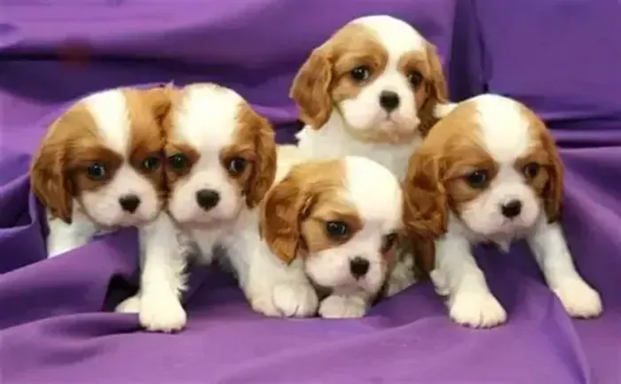 Cavalier - Carinho e Elegância em Forma de Pet ?  