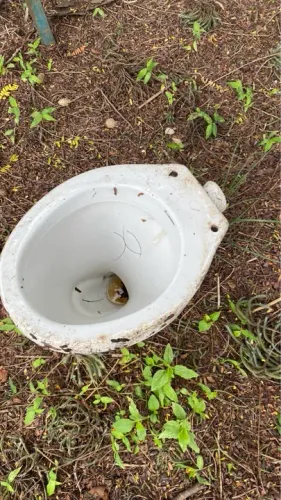 Vaso Sanitário Antigo