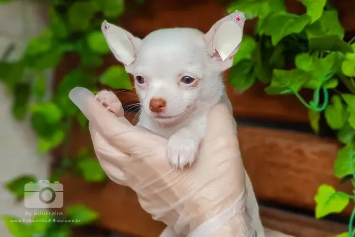 Chihuahua Micro Dourado Fêmea - Delicada, Carinhosa e de Porte Pequeno! 