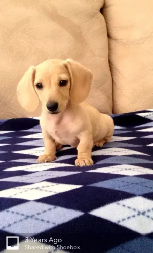 Basset Teckel Arlequim - Encantador, Único e Entregamos na Sua Cidade!