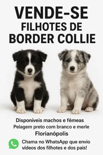 Vende-se Filhotes de Border Collie