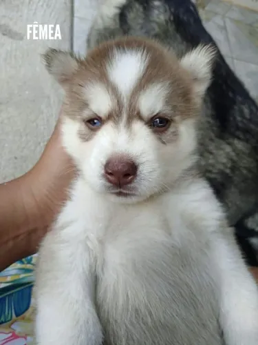 Husky Siberiano - Fêmea
