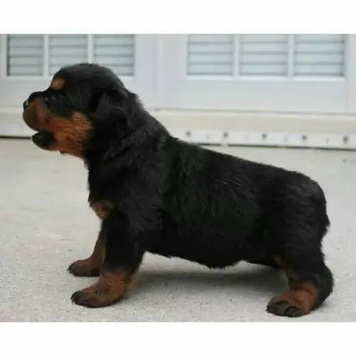 Filhote de Rottweiler Leal protetor para seu sítio 