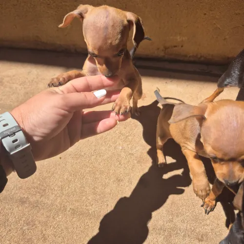 Vende-se Pinscher femia de raça