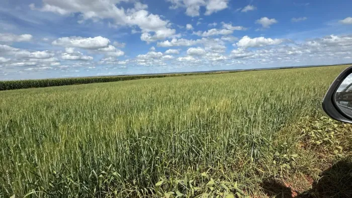 Fazenda a venda Lavoura / Lagoa da Jacuba - Água Fria de Goiás - GO