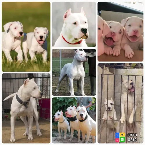 Filhotes Dogo Argentino 