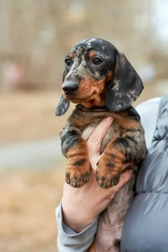 Basset/Teckel - Baixinho e Charmoso