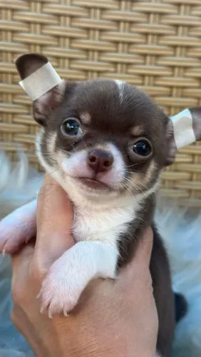 Chihuahua pelagem curta. Menino na cor Chocolate, branco e castanho. Cheio de charme!