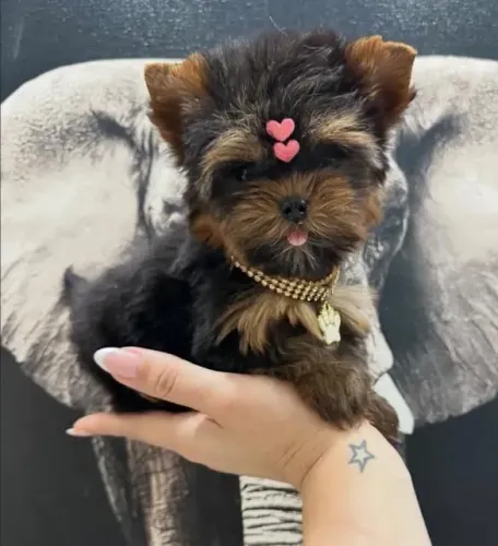 Filhote Yorkshire Terrier, Nada como ser recebido com alegria todos os dias!